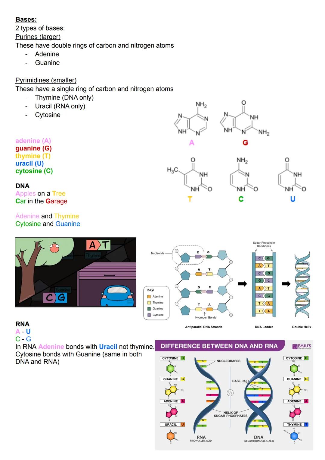 # Nucleic Acids - DNA & RNA

DNA and RNA are polymers. The individual nucleotides are the monomers that build up the
polynucleotides.
DNA = 