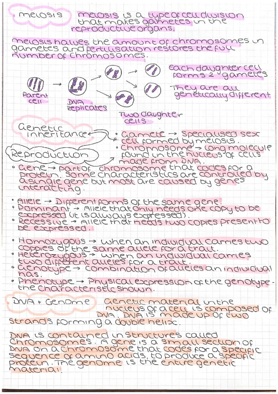 Genetic engineering
cell from
oorganism
with desired
gene
O
desired gene
cell with
vector
Jariation
vector used to insert gene
into required