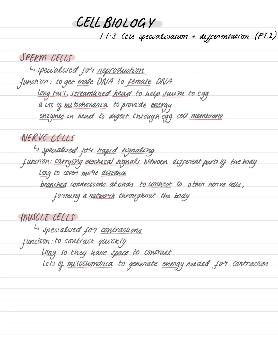 GCSE Seperate Biology AQA - Cell Biology: differentiation, specialisation, types of specialised cells
