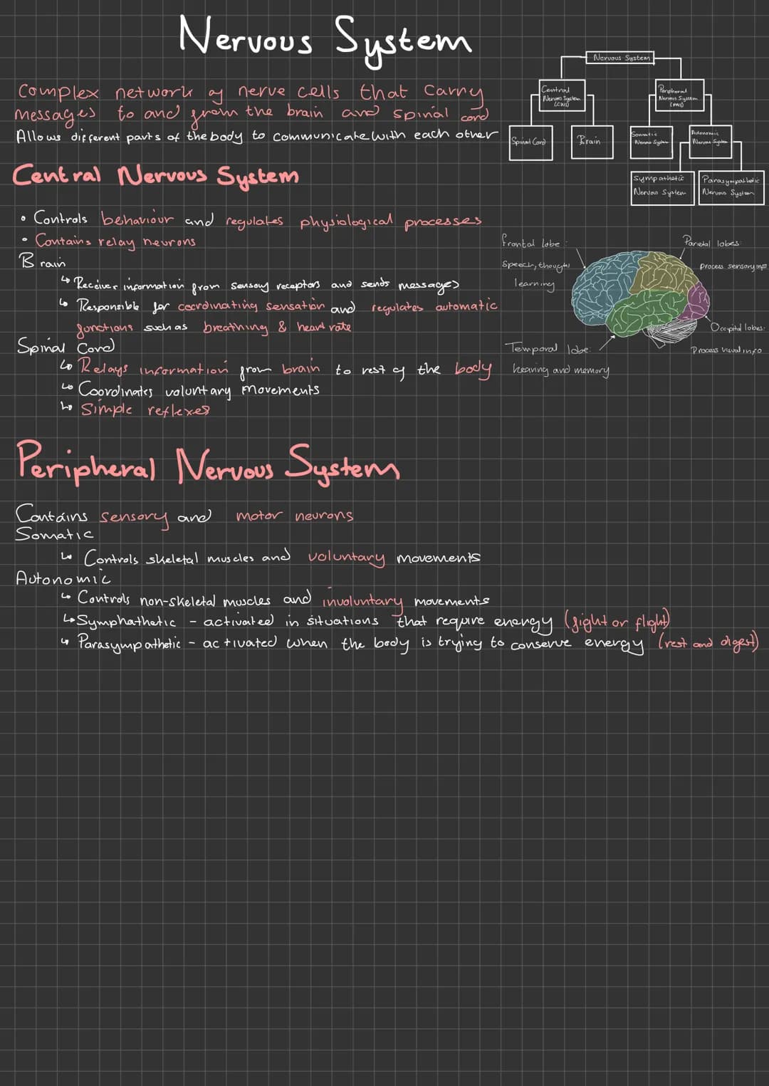 
<p>The Central Nervous System (CNS) is a complex network that allows different parts of the body to communicate with each other. It consist