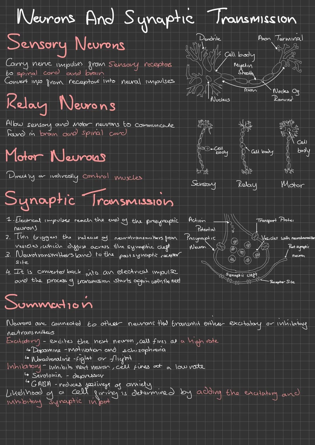 
<p>The Central Nervous System (CNS) is a complex network that allows different parts of the body to communicate with each other. It consist