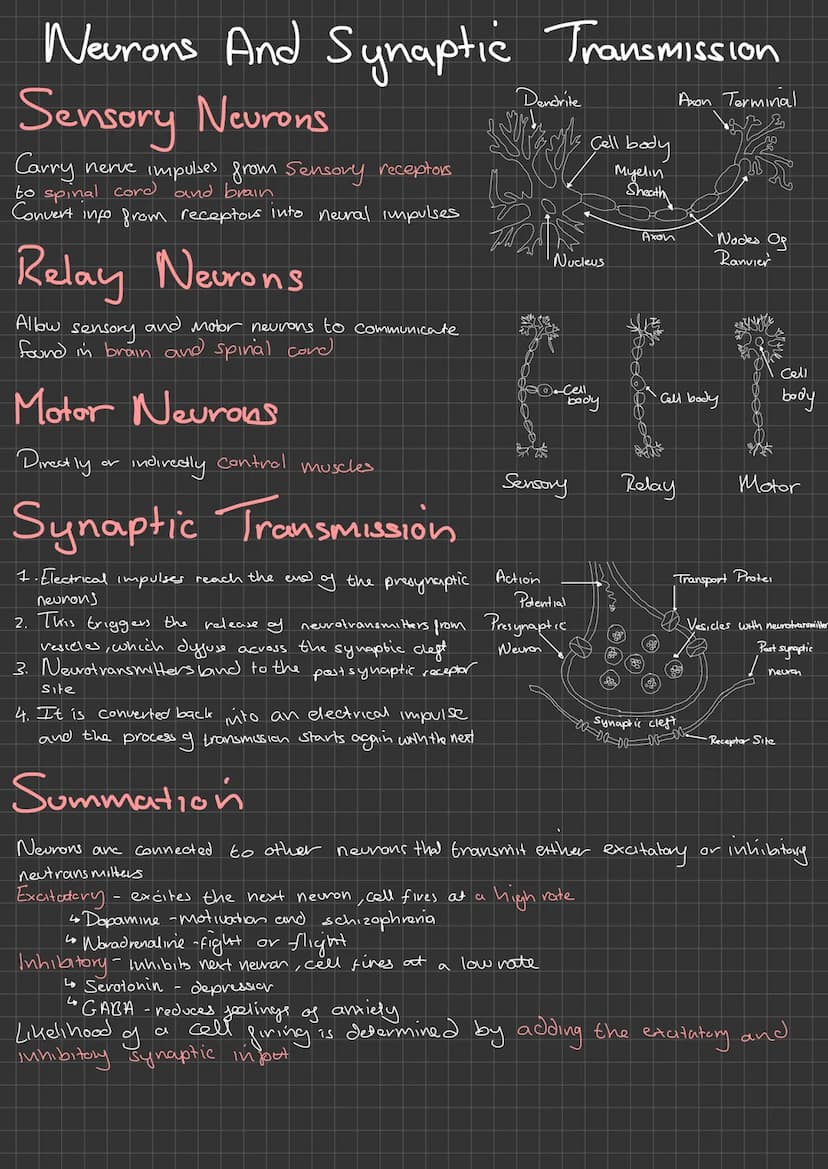 
<p>The Central Nervous System (CNS) is a complex network that allows different parts of the body to communicate with each other. It consist