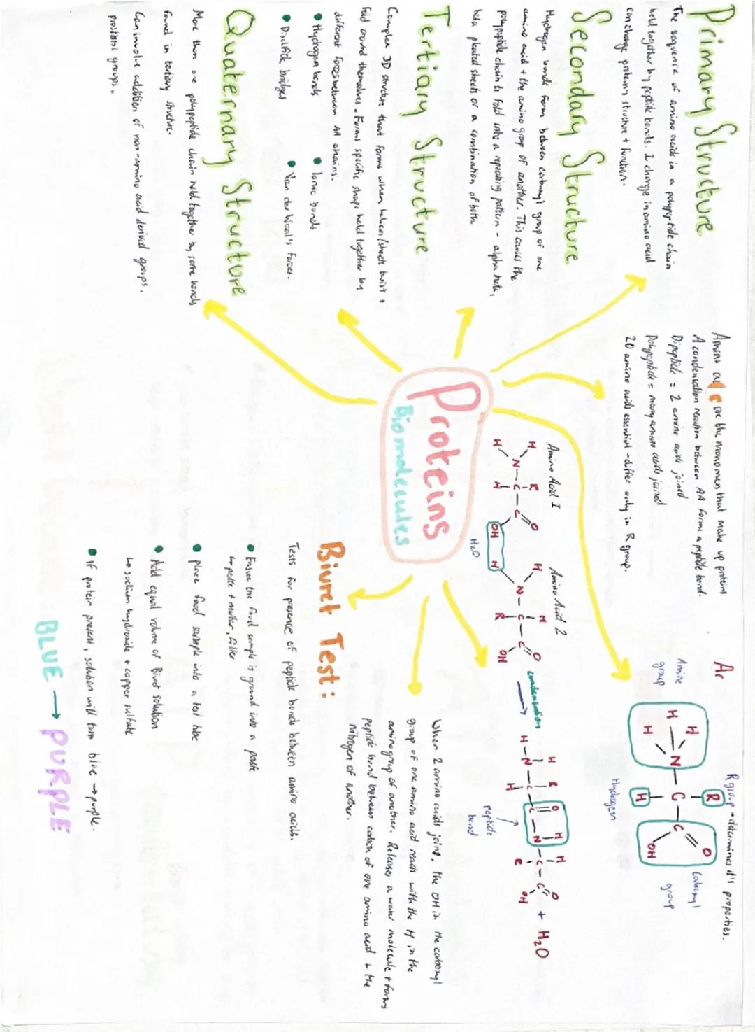 Primary Structure
The sequence of amine acids in a polypeptide chain
held together by peptide bonds. I charge in amino acid
can change prote
