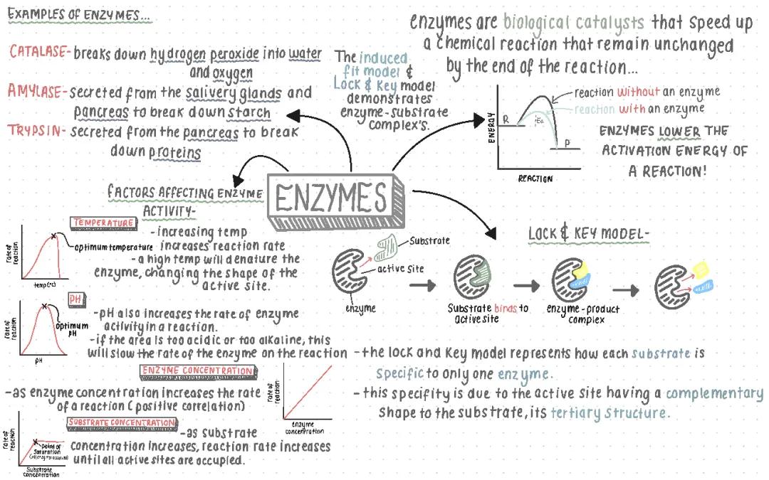 Enzymes Mind Map GCSE | A Level Biology Enzymes OCR, AQA, Edexcel 