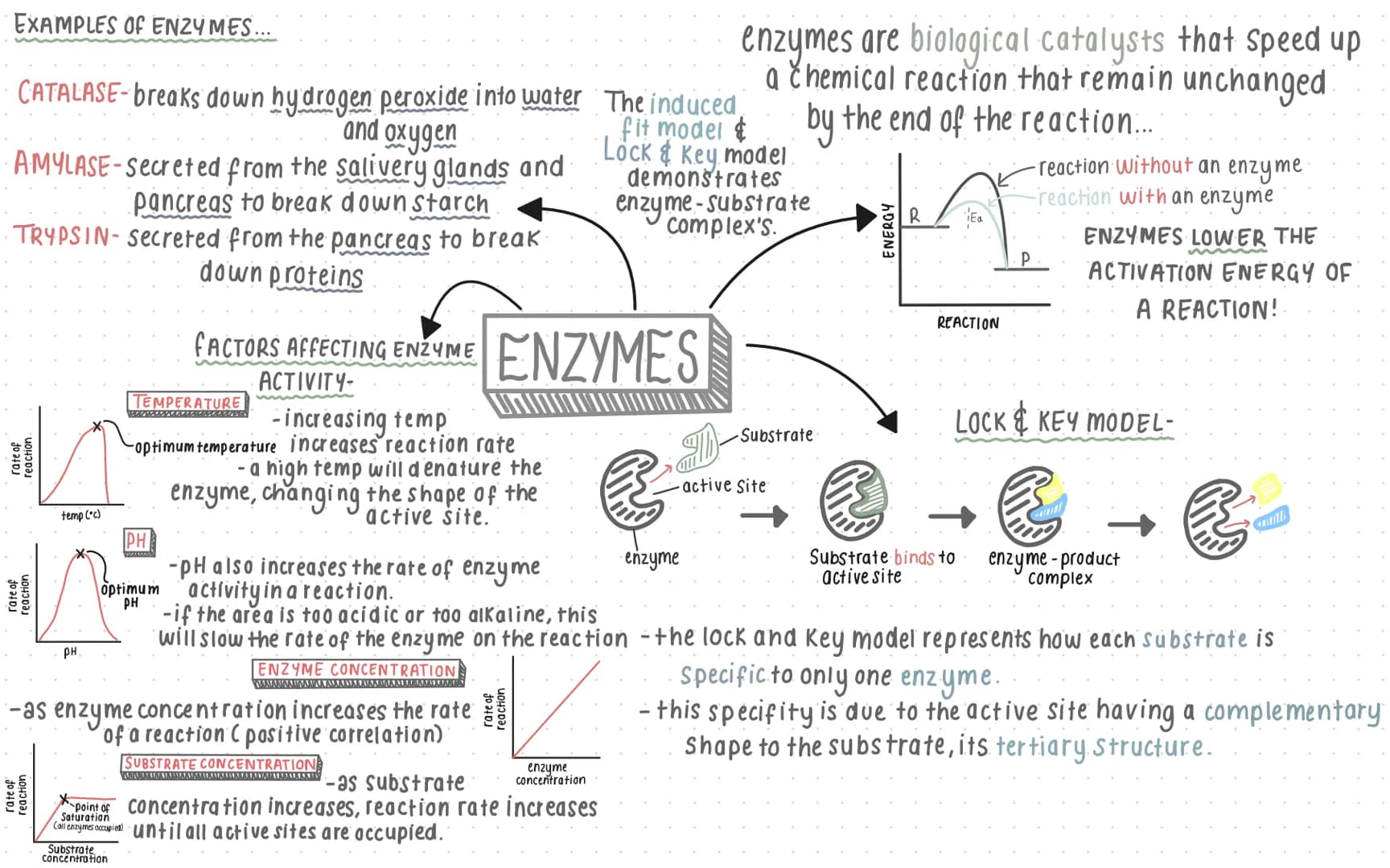 EXAMPLES OF ENZYMES...
CATALASE-breaks down hydrogen peroxide into water
and oxygen
AMYLASE-Secreted from the salivery glands and
pancreas t