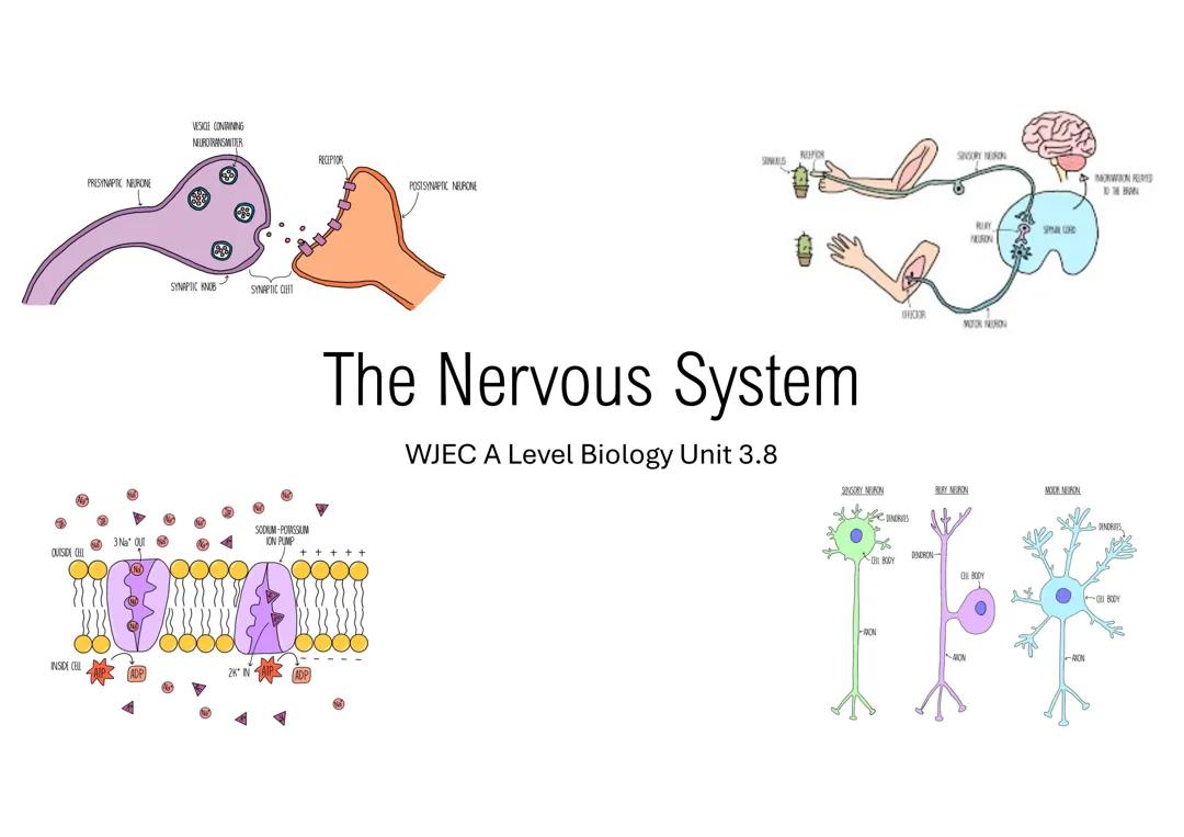 WJEC A Level Biology Unit 3.8