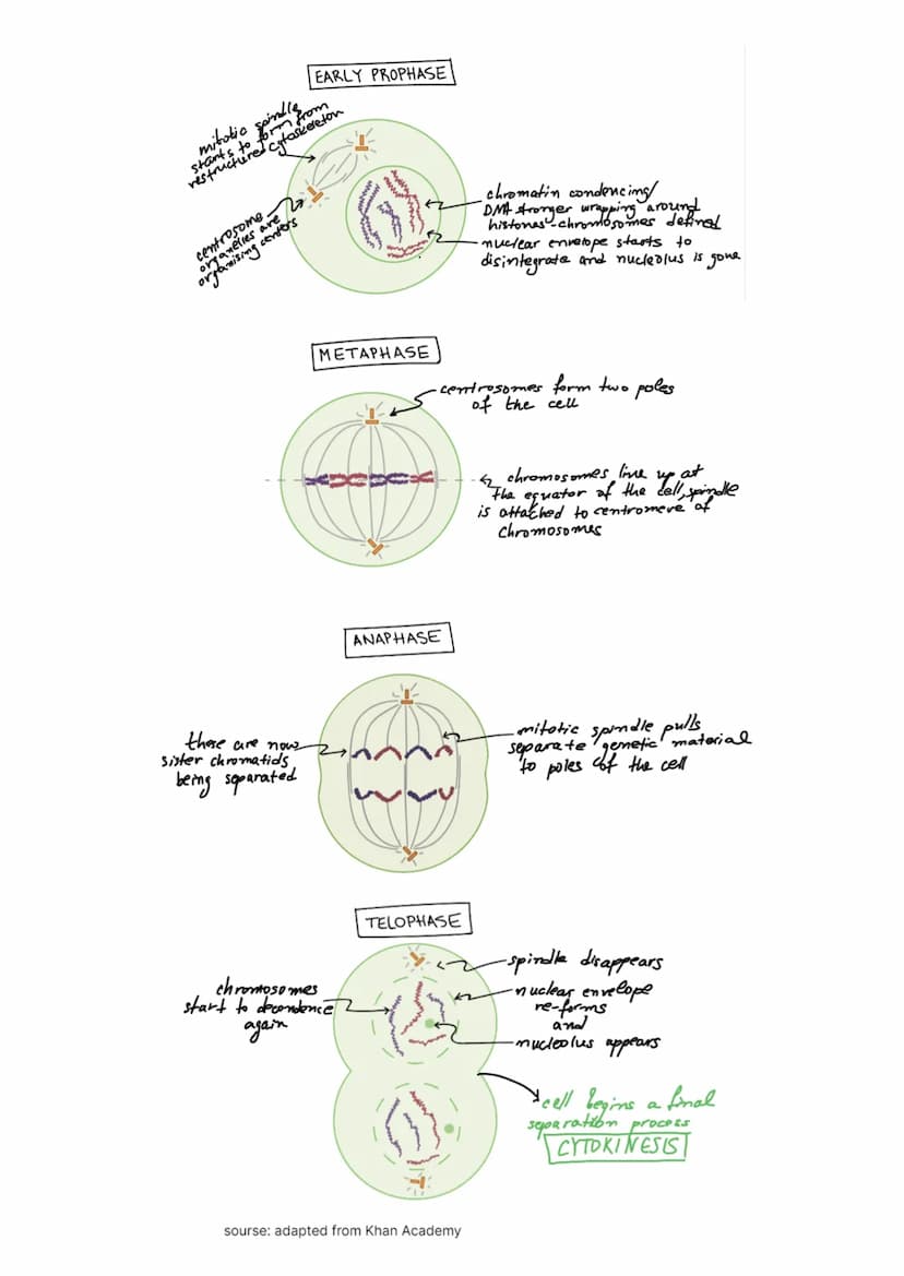 
<h2 id="cellstructureeukaryotesprokaryotesandviruses">Cell Structure - Eukaryotes, Prokaryotes, and Viruses</h2>
<h3 id="requirementsandcla