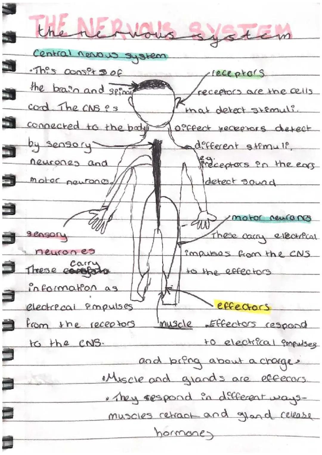 How the Nervous System Works for Kids: Diagrams, Functions, and Cool Facts!