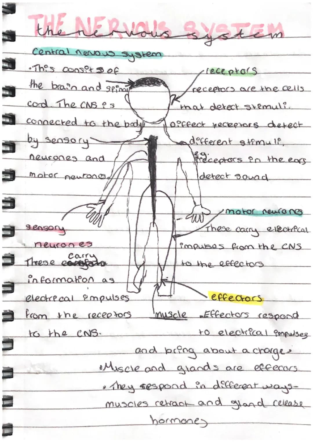 THE NERVOUS System
Central nervous system
•This consit 3 of
the brain and spinal
cord. The CNS is
connected to the bodyy
by sensory
neurones