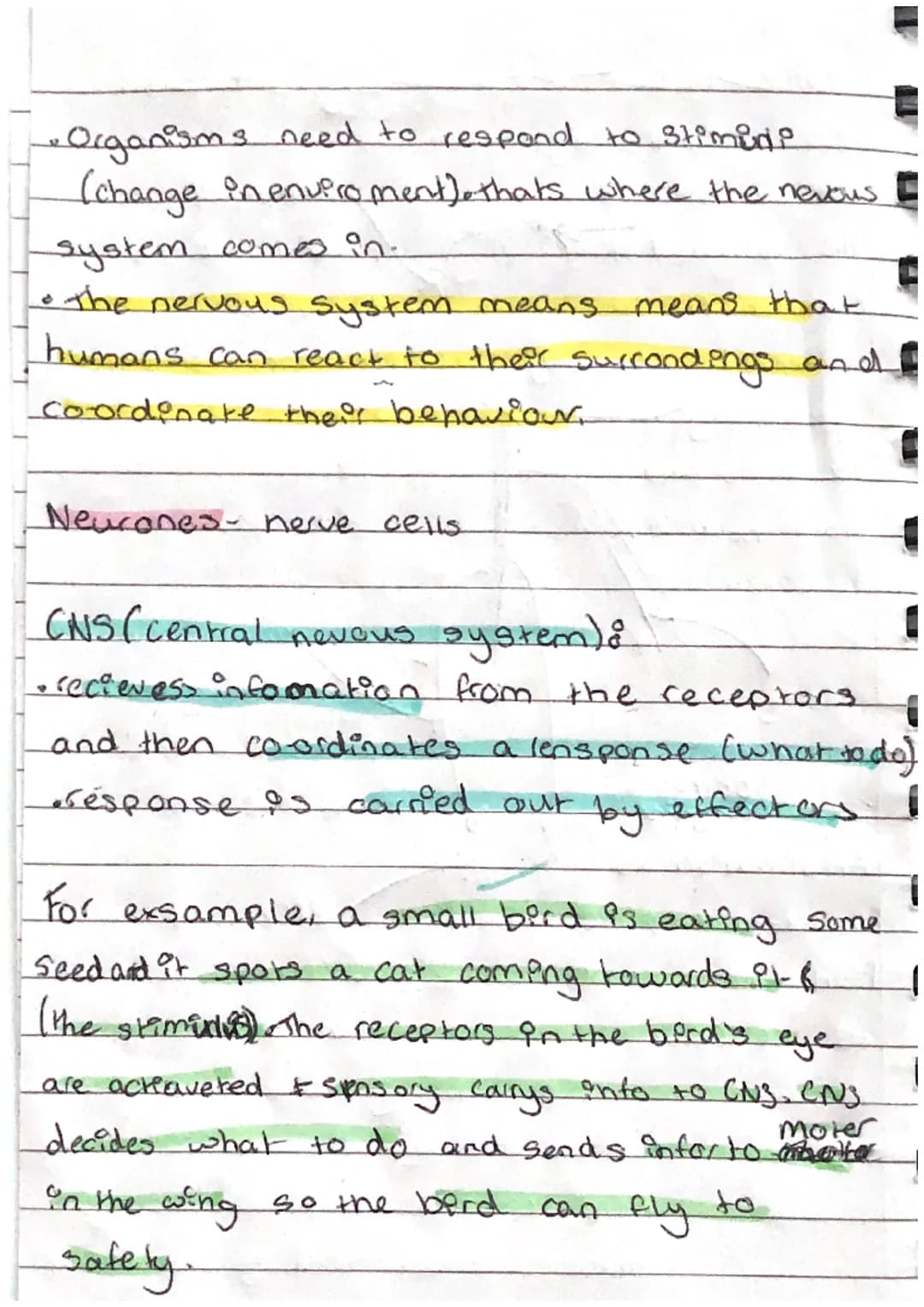 THE NERVOUS System
Central nervous system
•This consit 3 of
the brain and spinal
cord. The CNS is
connected to the bodyy
by sensory
neurones
