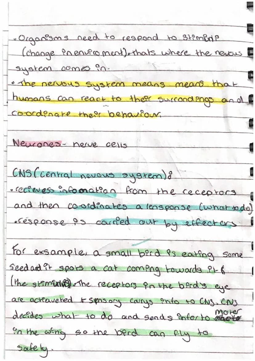 THE NERVOUS System
Central nervous system
•This consit 3 of
the brain and spinal
cord. The CNS is
connected to the bodyy
by sensory
neurones