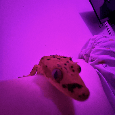 user profile picture