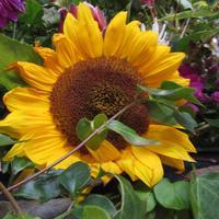 user profile picture