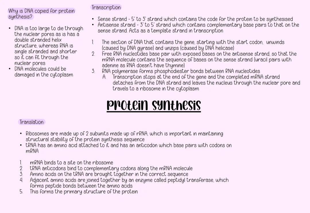 Protein Synthesis summary