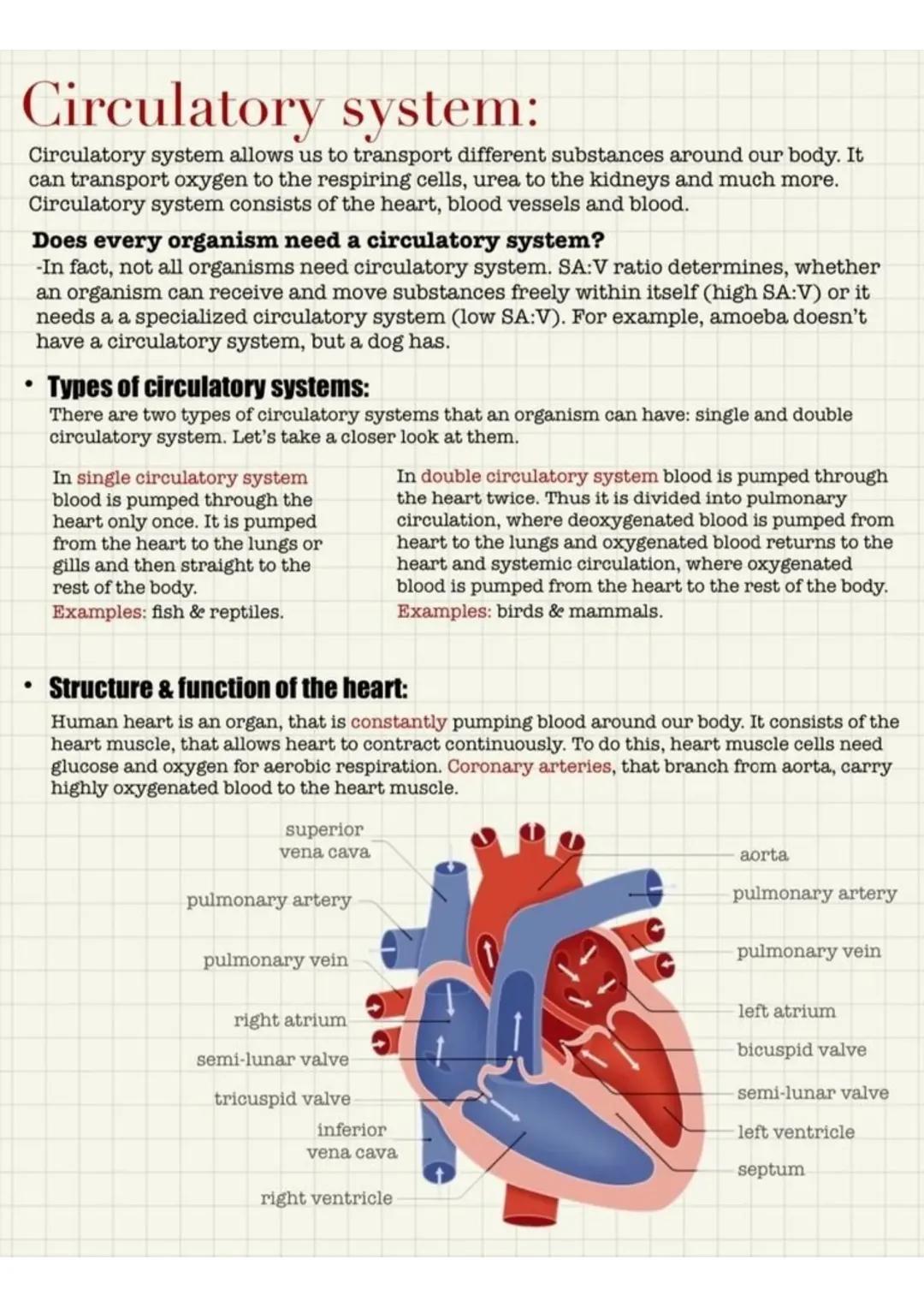 Circulatory System