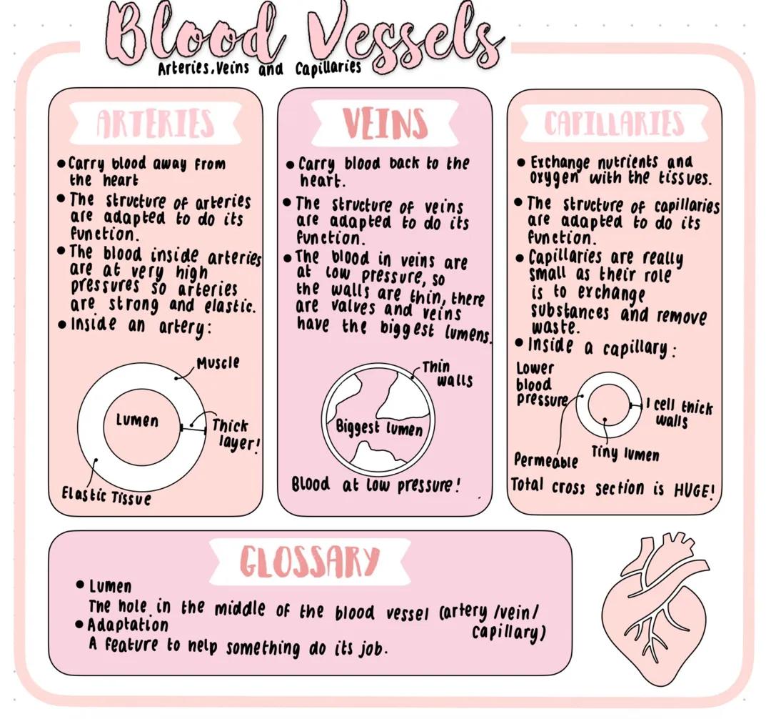 Blood Vessels: Arteries, Veins and Capillaries