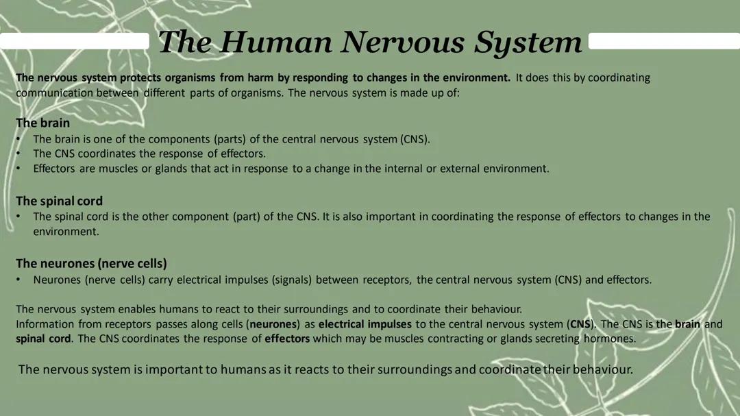 The Human Nervous System