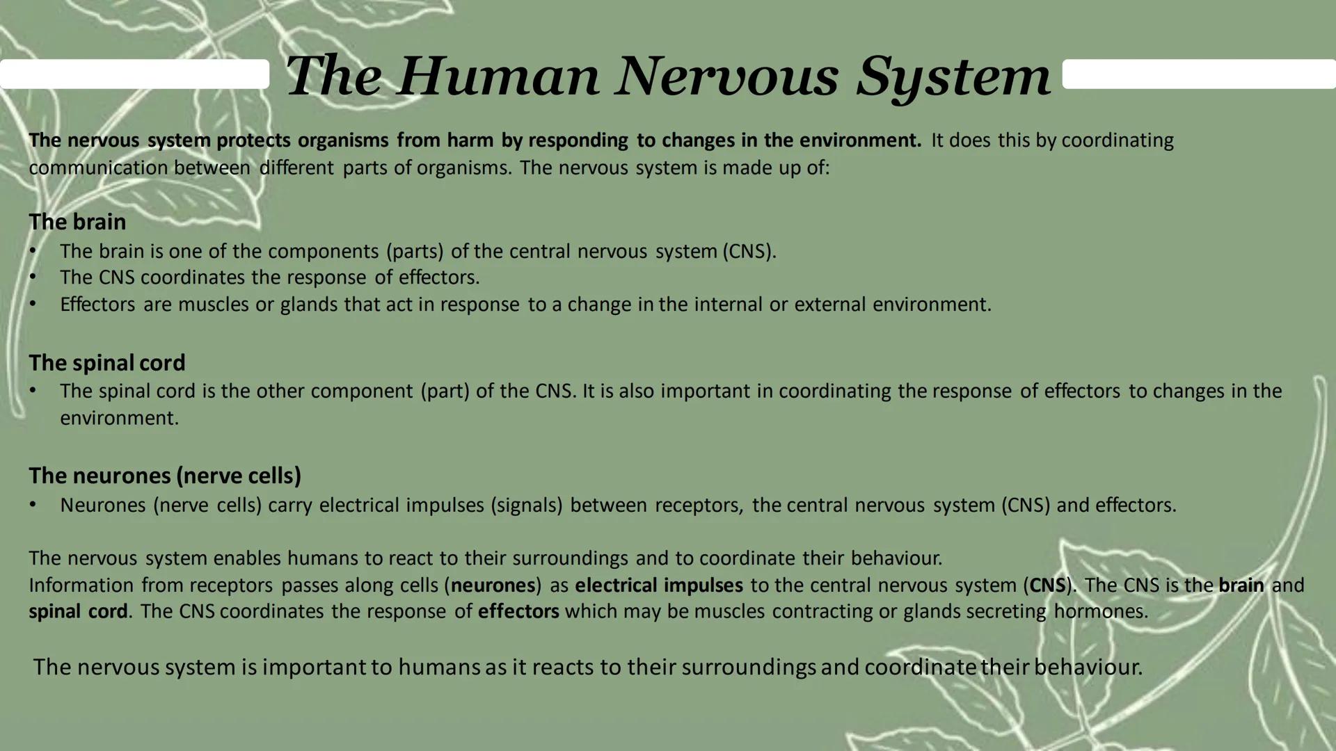 The Human Nervous System
The nervous system protects organisms from harm by responding to changes in the environment. It does this by coordi