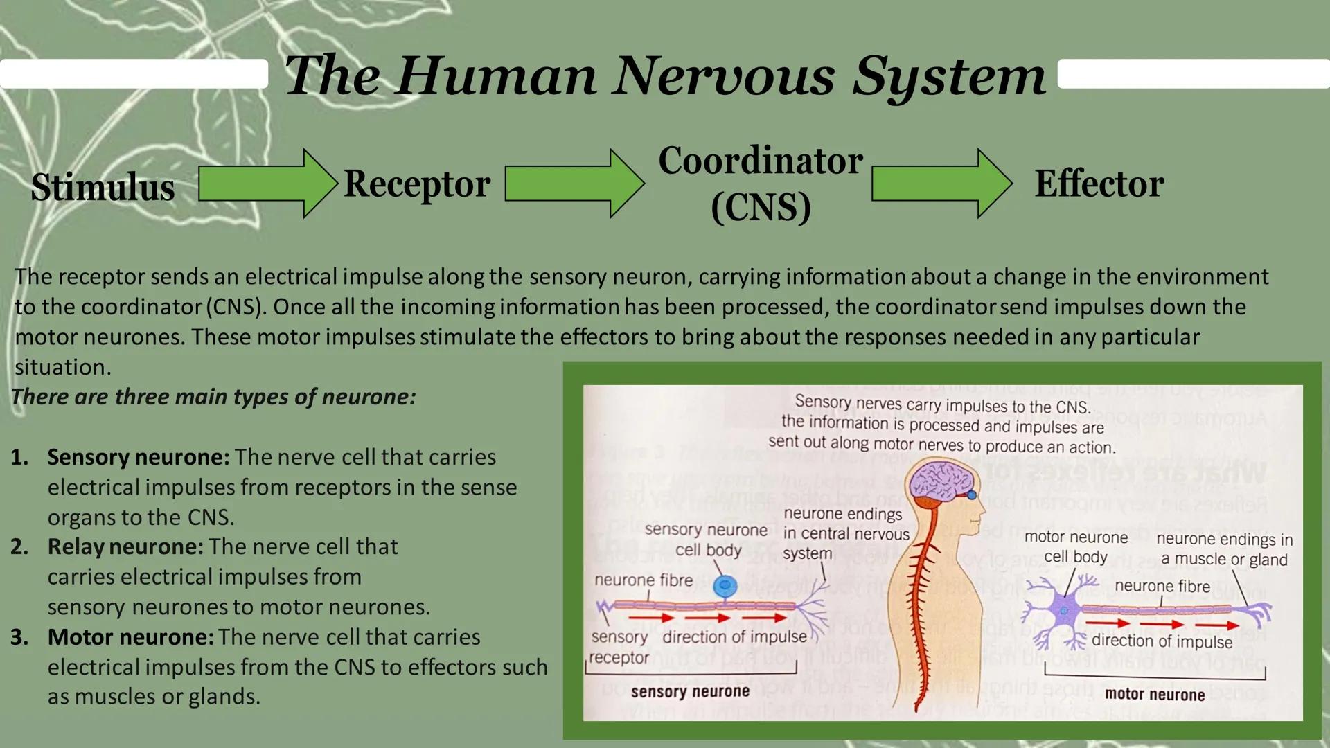 The Human Nervous System
The nervous system protects organisms from harm by responding to changes in the environment. It does this by coordi
