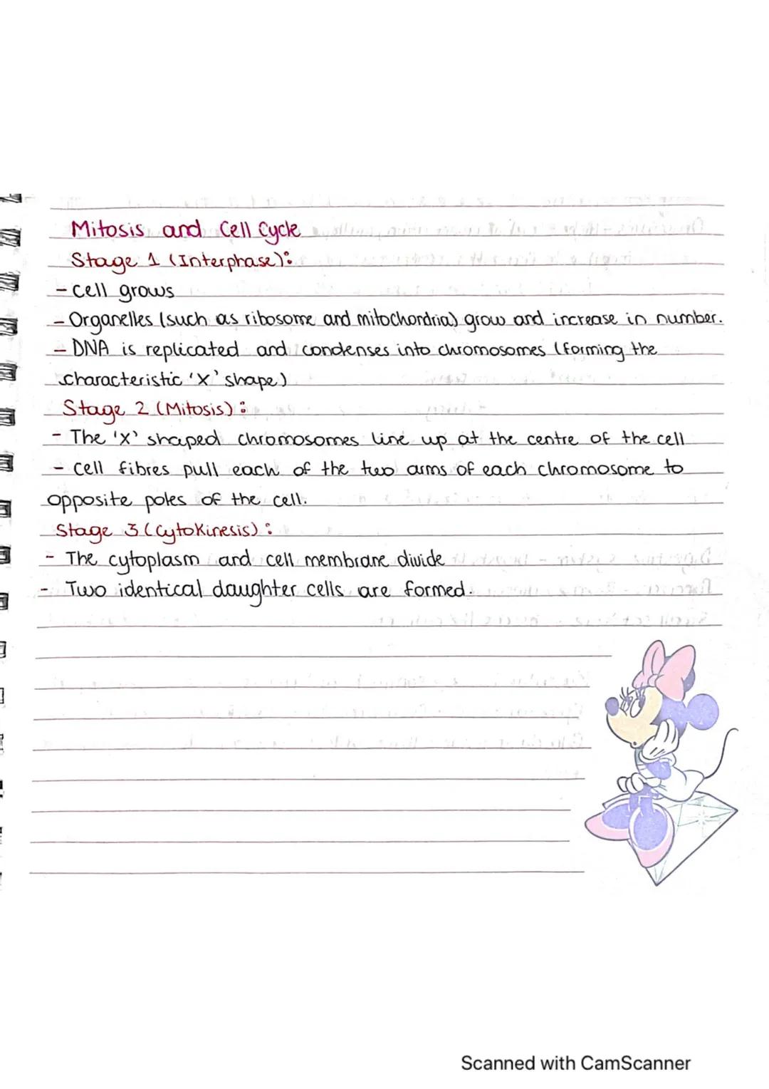 3
3
Mitosis and Cell Cycle
Stage 1 (Interphase):
-cell grows
- Organelles (such as ribosome and mitochondria) grow and increase in number.
-