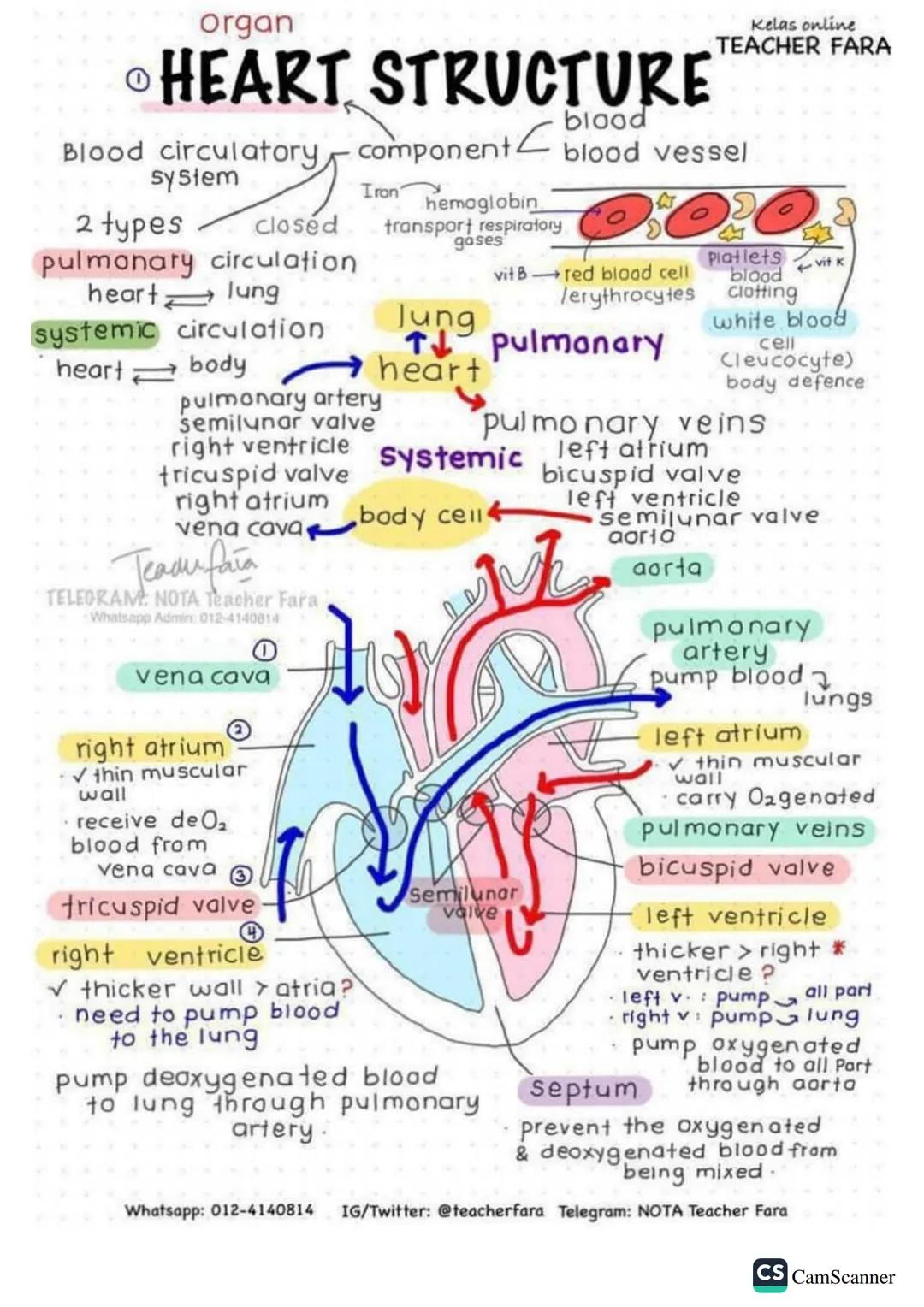 # Organ
HEART STRUCTURE
Kelas online
TEACHER FARA
blood
Blood circulatory component blood vessel
system
2 types
closed
pulmonary circulation