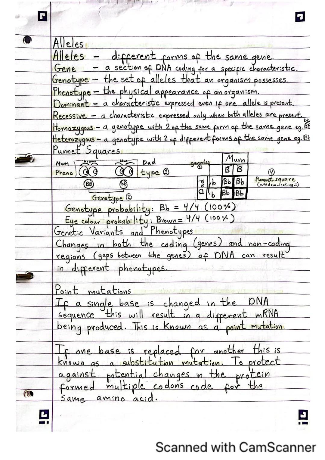 Alleles
Alleles - different forms of the same gene
Gene - a section of DNA coding for a specific characteristic.
Genotype - the set of allel
