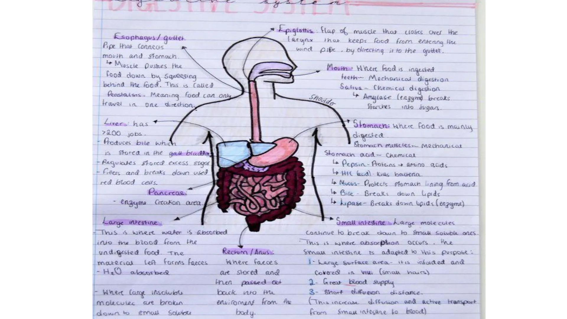 Esophagus/gullet.
Pipe that connects
mouth and stomach.
Muscle pushes the
food down by Squeezing
behind the food. This is called
Penstalsis.