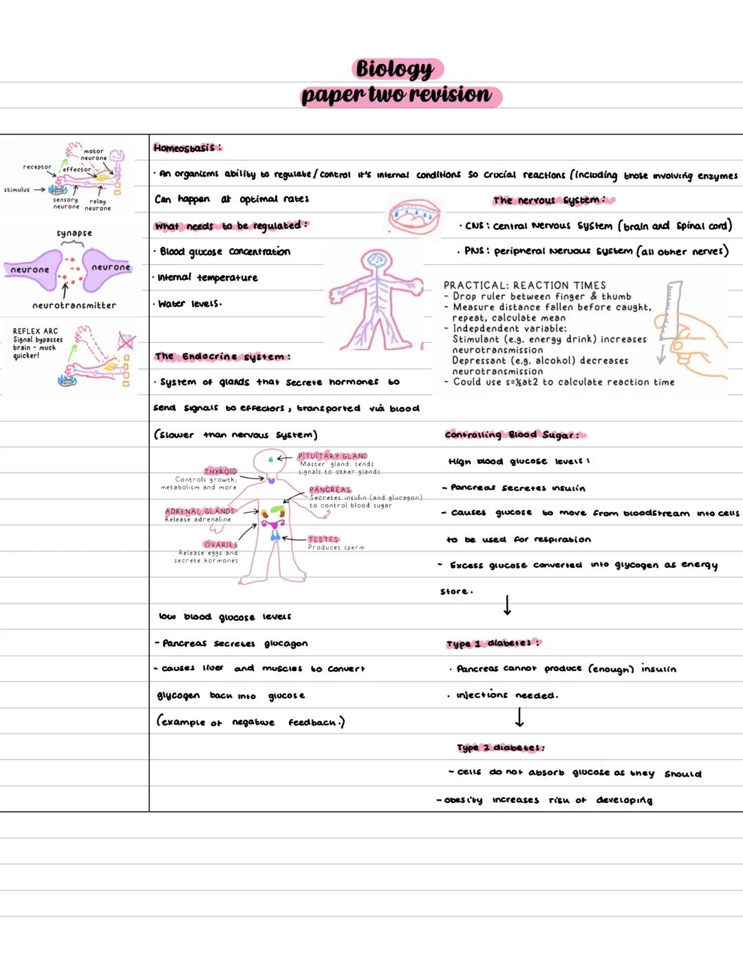 Biology
paper two revision
receptor
←
motor
neurone
effector
stimulus ↑
neurone
relay
sensory
neurone neurone
synapse
Homeostasis:
•An organ