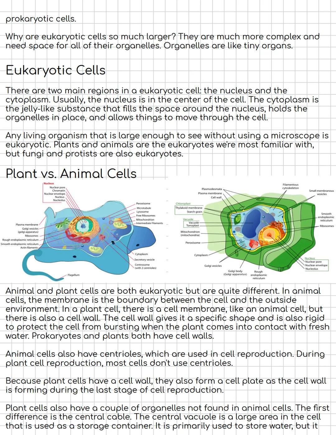 # Eukaryotic, Animal, and Plant Cells
Eukaryote
Membrane-
enclosed nucleus
Nucleolus
Prokaryote
Mitochondrion
Nucleoid
Ribosomes
Cap