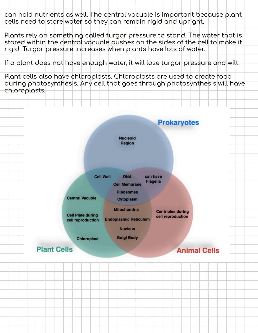 # Eukaryotic, Animal, and Plant Cells
Eukaryote
Membrane-
enclosed nucleus
Nucleolus
Prokaryote
Mitochondrion
Nucleoid
Ribosomes
Cap