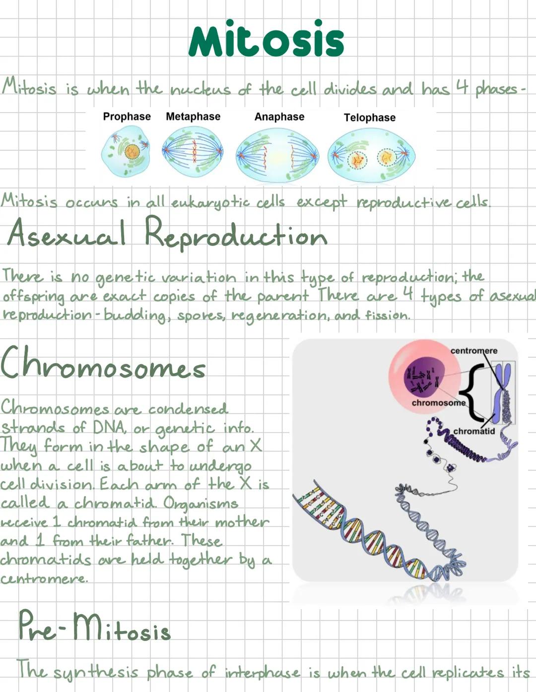 # Mitosis
Mitosis is when the nucleus of the cell divides and has 4 phases-
Prophase Metaphase
Anaphase Telophase
Mitosis occurs in all