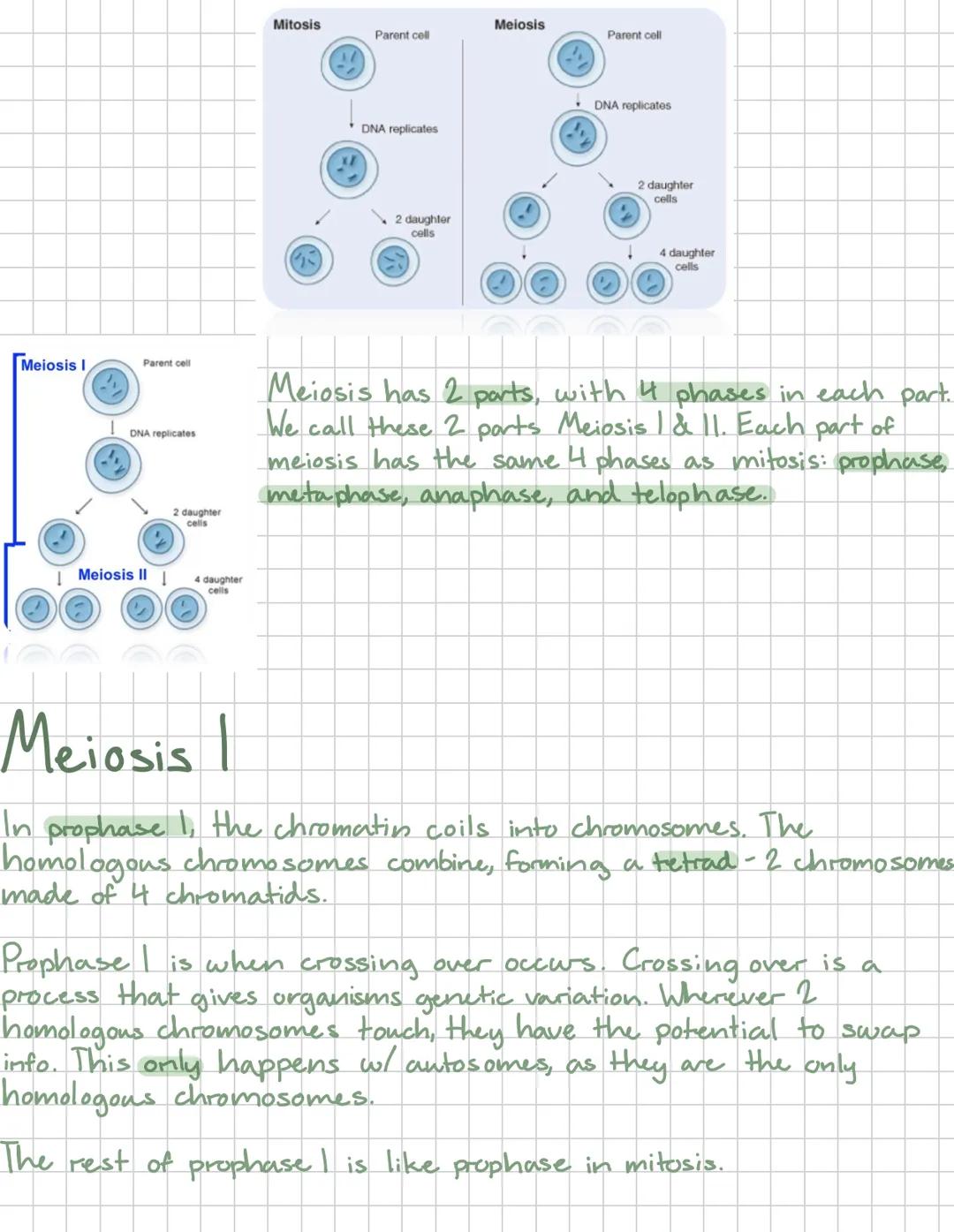 # Meisosis
Mitosis occurs when a cell has grown to full size and needs
to split to get smaller. It also helps replace dead/damaged cells
w/