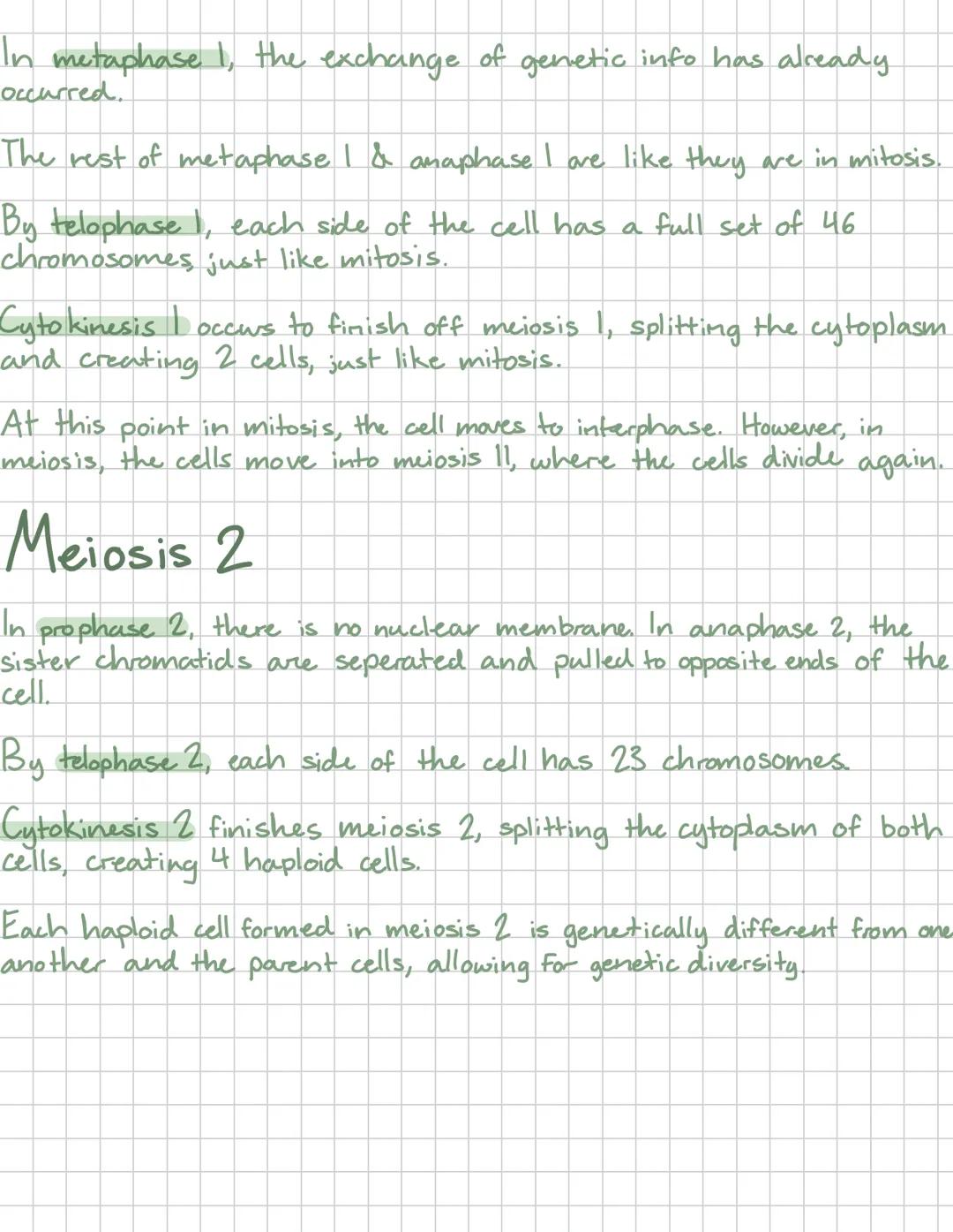 # Meisosis
Mitosis occurs when a cell has grown to full size and needs
to split to get smaller. It also helps replace dead/damaged cells
w/