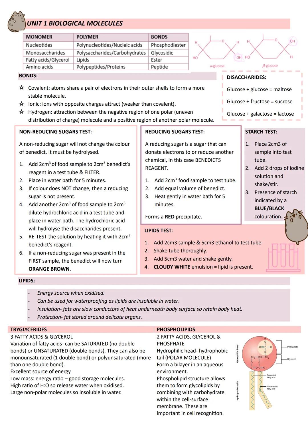 Year 1
A-LEVEL
BIOLOGY
AQA UNIT 1 BIOLOGICAL MOLECULES
BONDS
0
H
H
Phosphodiester
MONOMER
POLYMER
Nucleotides
Monosaccharides
Polynucleotide