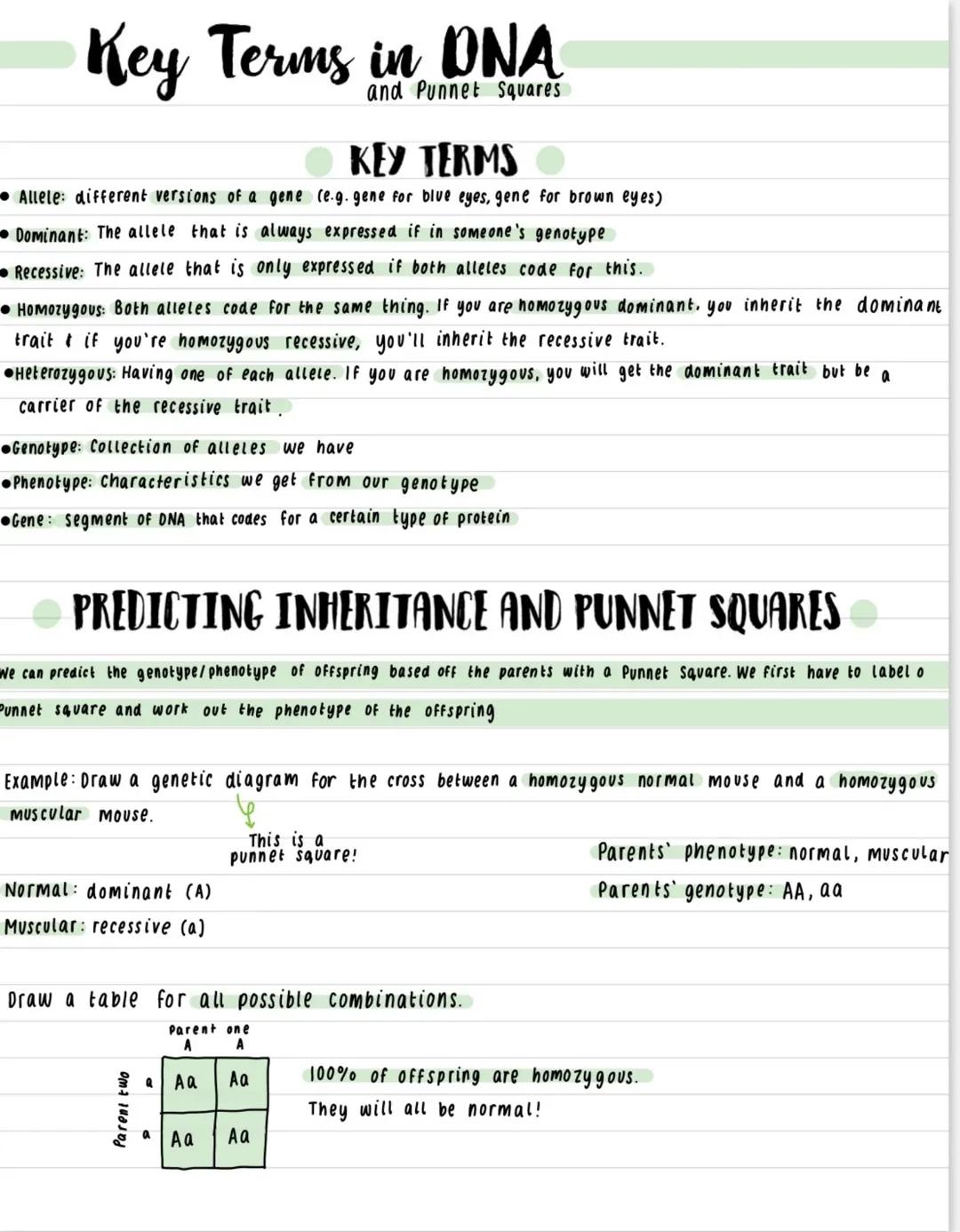 Key Terms in DNA and Punnet Squares