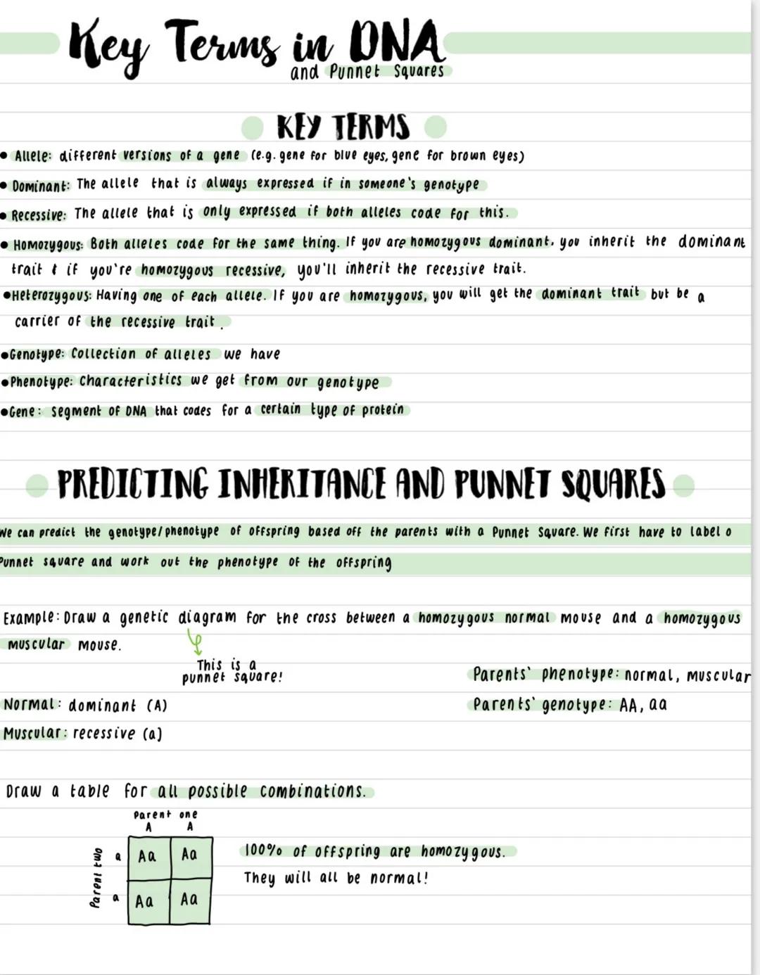 Key Terms in DNA
and Punnet Squares
KEY TERMS
โข Allele: different versions of a gene (e.g. gene for blue eyes, gene for brown eyes)
โข Domina