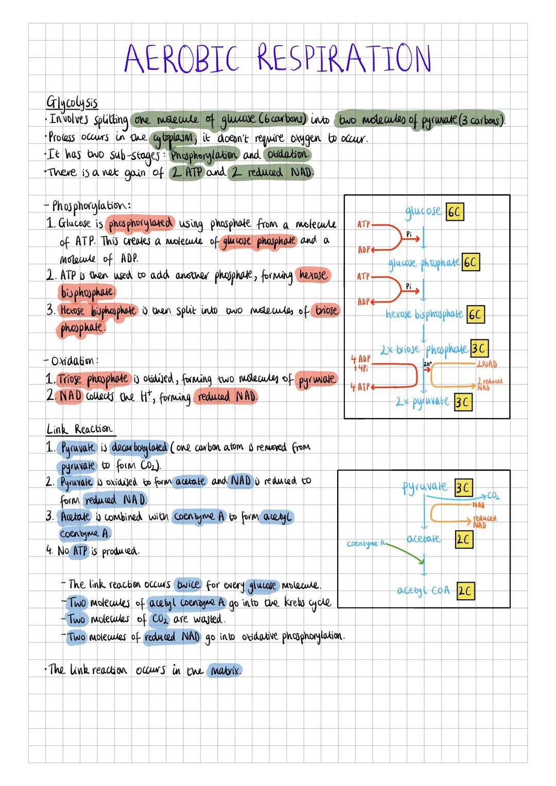 Glycolysis
AEROBIC RESPIRATION
• Involves splitting one molecule of glucose (6 carbons) into two molecules of pyruvate (3 carbons).
•Process