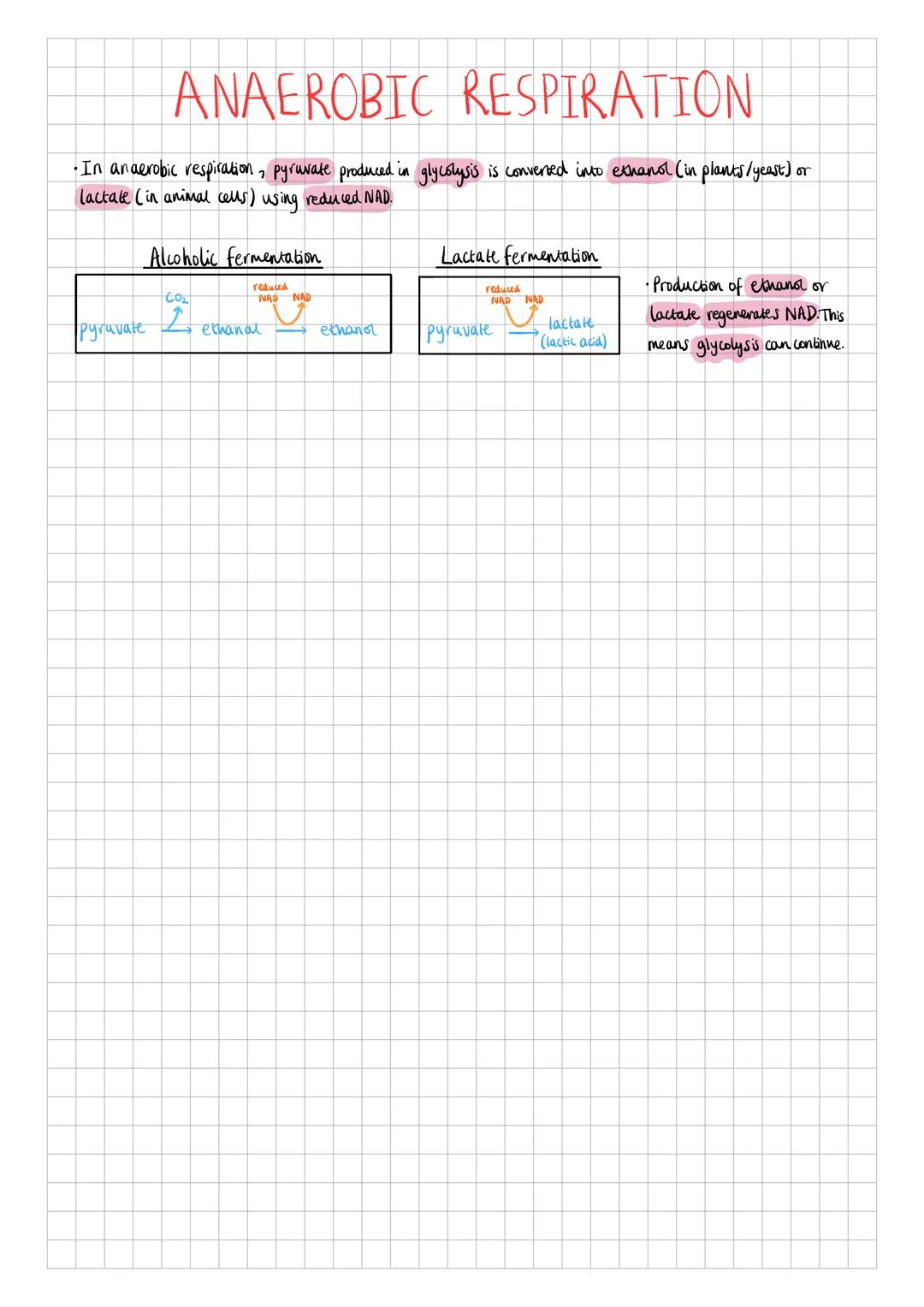 Glycolysis
AEROBIC RESPIRATION
• Involves splitting one molecule of glucose (6 carbons) into two molecules of pyruvate (3 carbons).
•Process