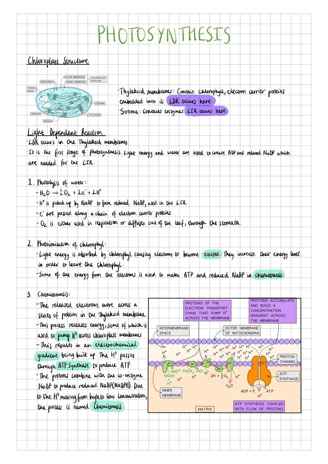 AQA A-Level Biology Photosynthesis (3.5.1)