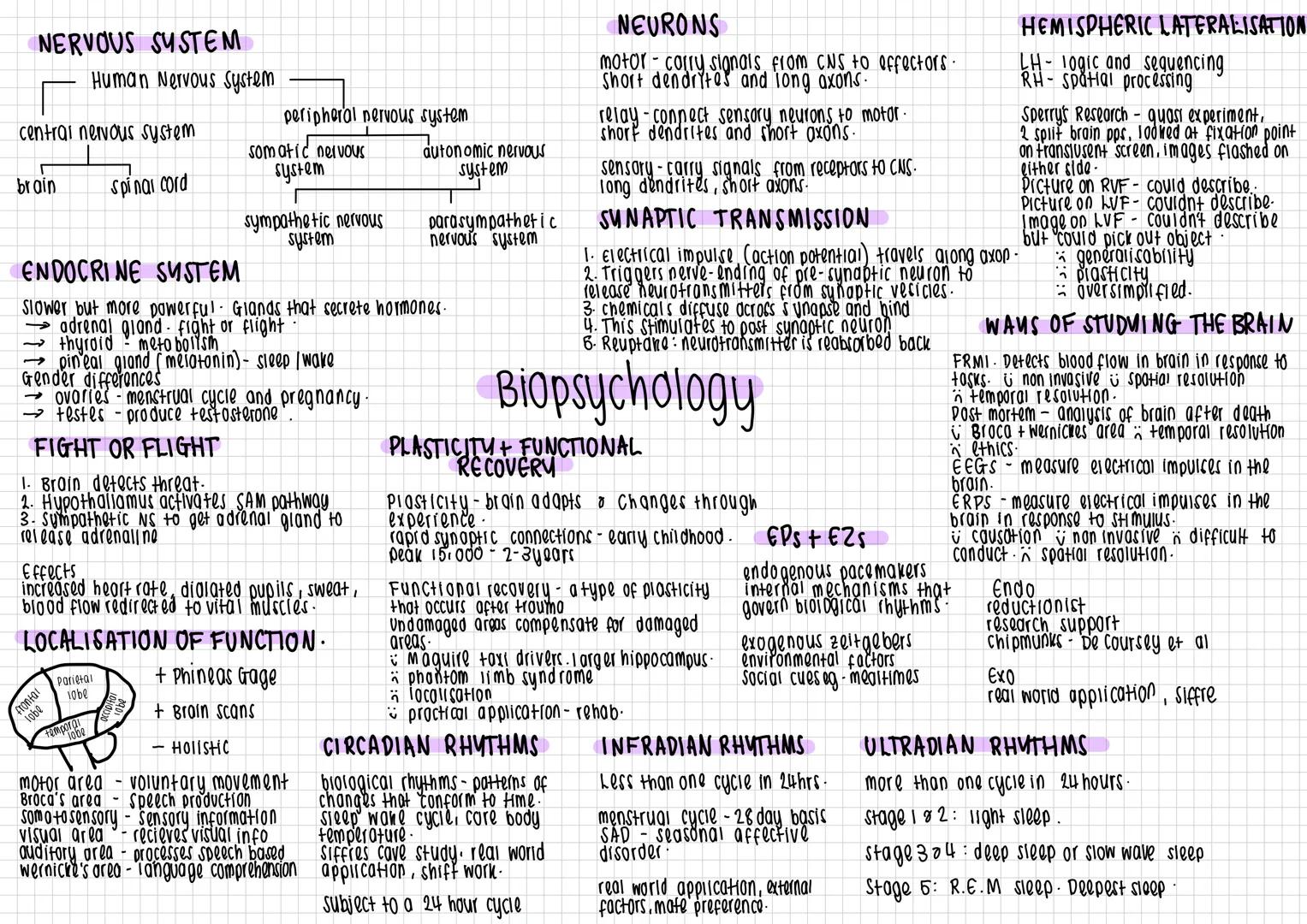 NERVOUS SYSTEM
Human Nervous System
peripheral nervous system
central nervous system
brain
Spinal cord
somatic nervous
system
sympathetic ne