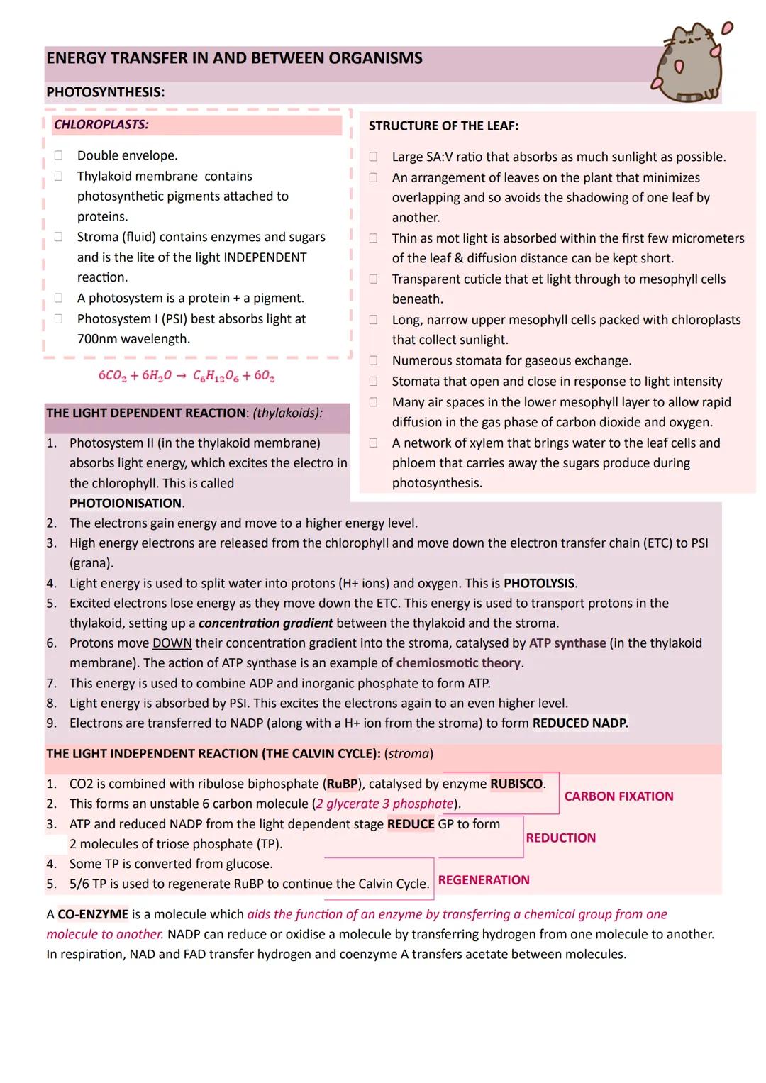 # Year 2
# A-LEVEL
# BIOLOGY
# AQA # ENERGY TRANSFER IN AND BETWEEN ORGANISMS
PHOTOSYNTHESIS:
CHLOROPLASTS:
- Double envelope.
- Thyla