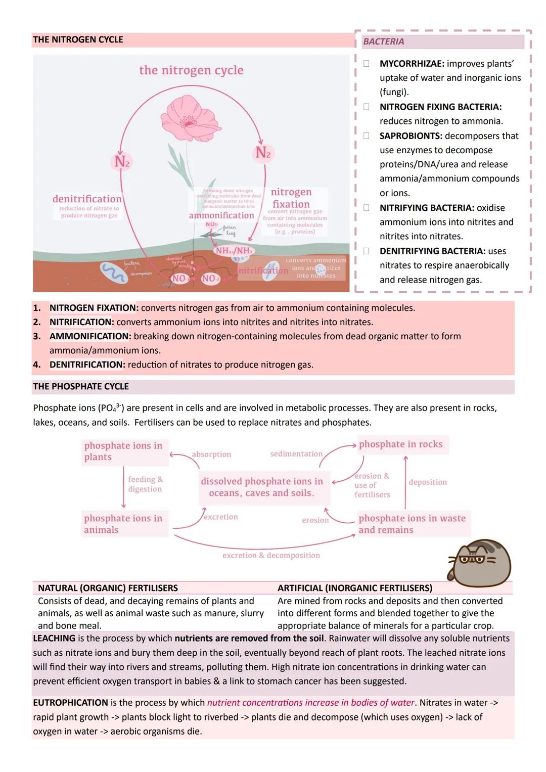 # Year 2
# A-LEVEL
# BIOLOGY
# AQA # ENERGY TRANSFER IN AND BETWEEN ORGANISMS
PHOTOSYNTHESIS:
CHLOROPLASTS:
- Double envelope.
- Thyla