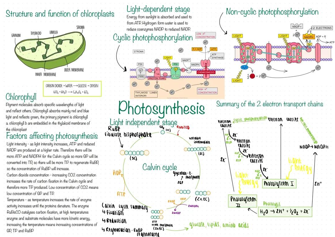 Photosynthesis