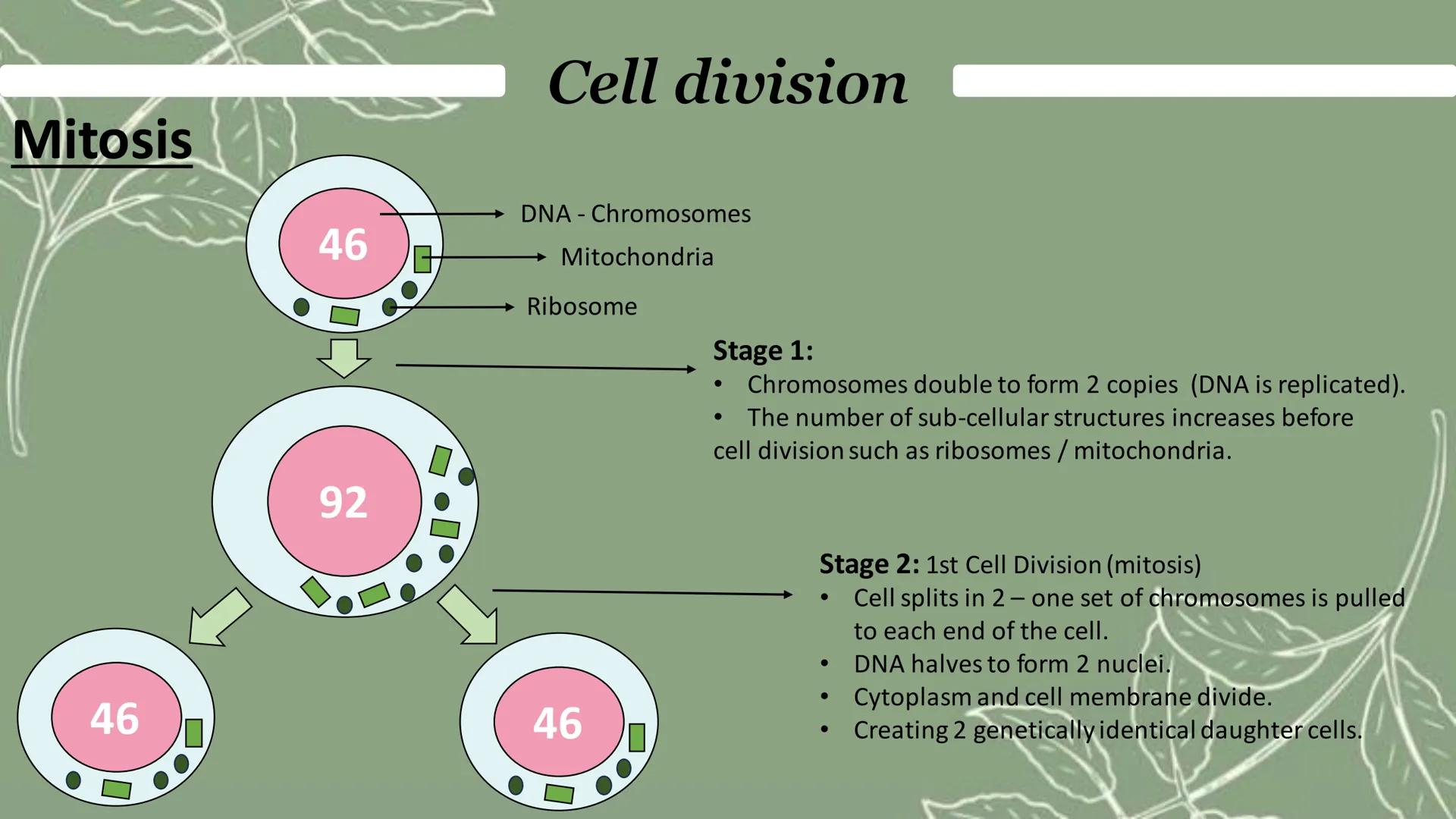 What are chromosomes?
Tightly coiled strands of DNA molecules.
.
Found in nucleus of a cell.
Cell division
• Carries a large number of genes