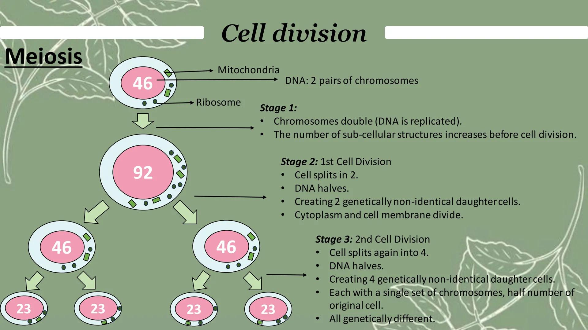 What are chromosomes?
Tightly coiled strands of DNA molecules.
.
Found in nucleus of a cell.
Cell division
• Carries a large number of genes