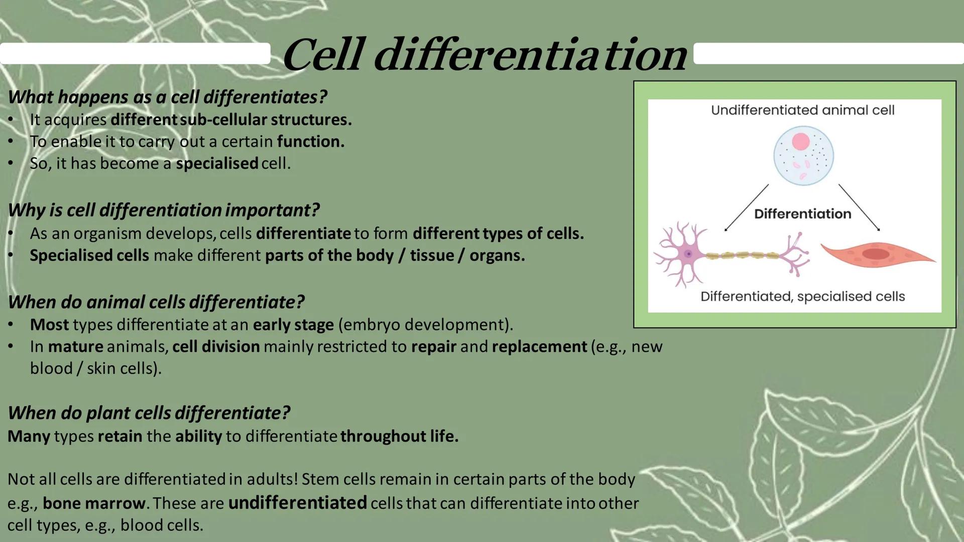 ## Cell differentiation
What happens as a cell differentiates?
- It acquires different sub-cellular structures.
- To enable it to carry out