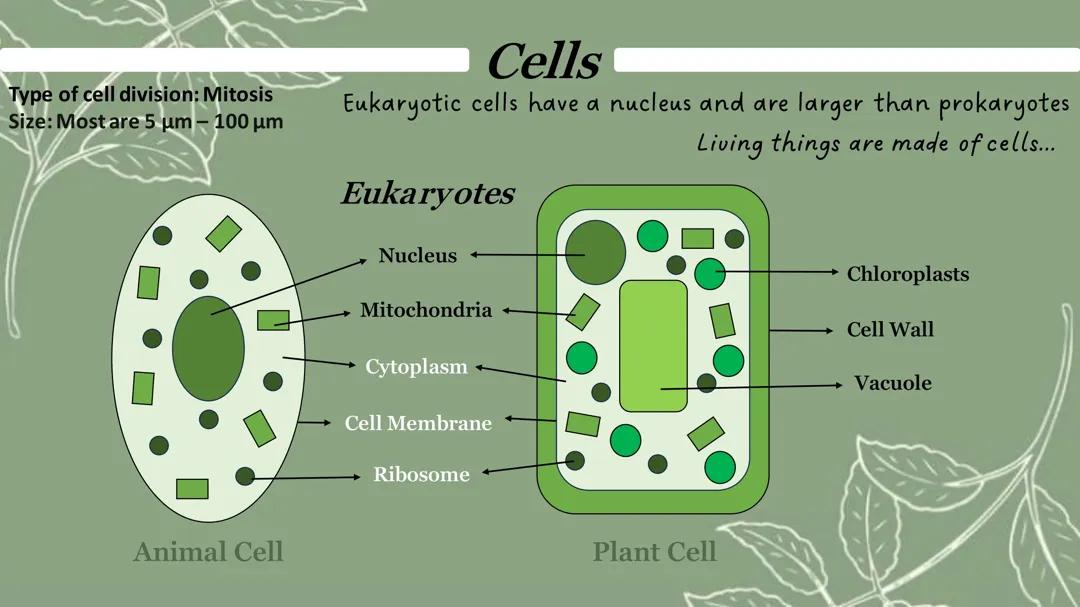 Eukaryotic vs Prokaryotic cells