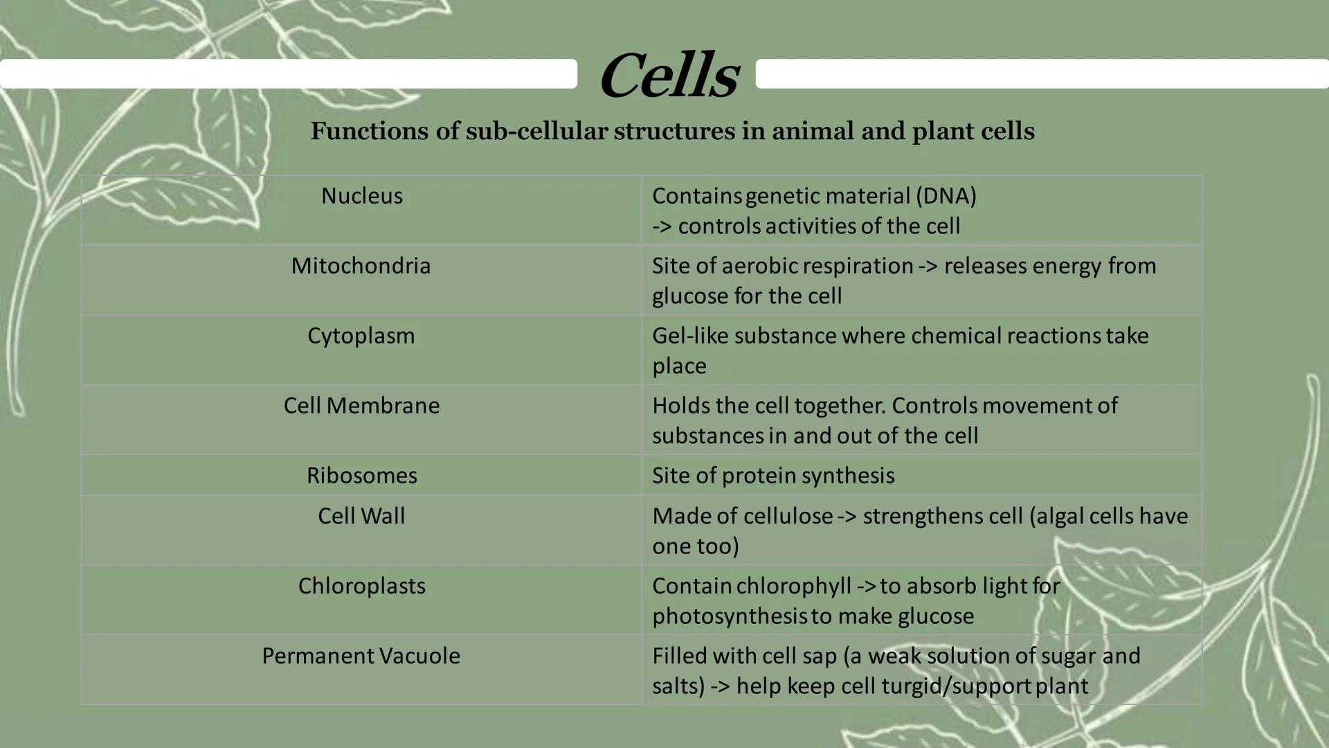 Type of cell division: Mitosis
Size: Most are 5 μm - 100 μm
Cells
Eukaryotic cells have a nucleus and are larger than prokaryotes
Animal Cel