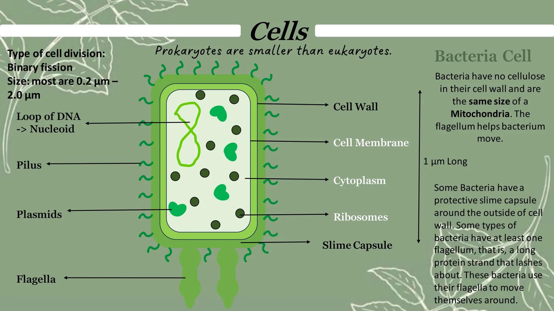 Type of cell division: Mitosis
Size: Most are 5 μm - 100 μm
Cells
Eukaryotic cells have a nucleus and are larger than prokaryotes
Animal Cel