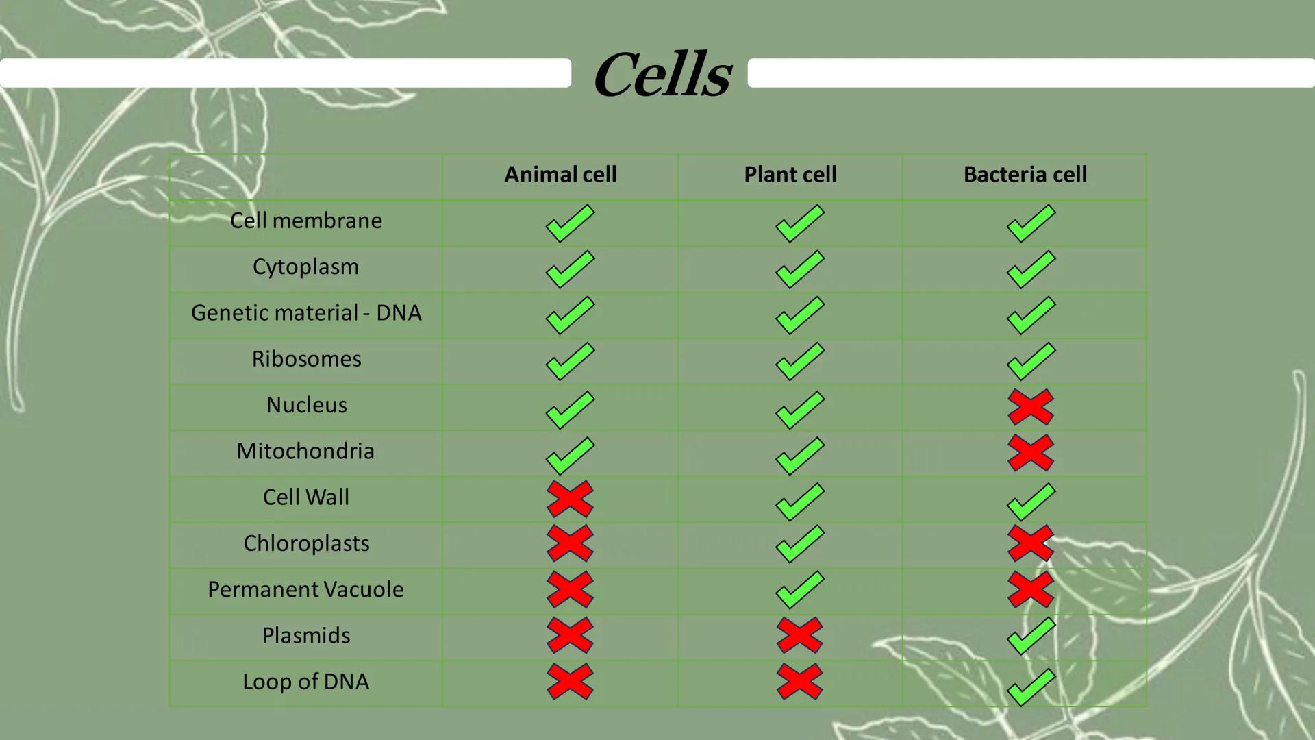 Type of cell division: Mitosis
Size: Most are 5 μm - 100 μm
Cells
Eukaryotic cells have a nucleus and are larger than prokaryotes
Animal Cel